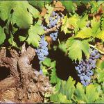 orebic_07_g